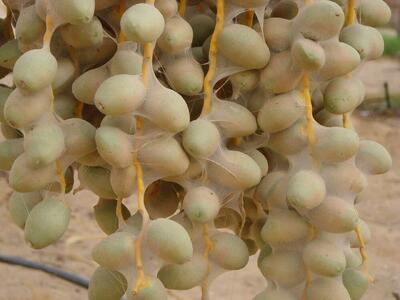 آغاز مبارزه با کنه گردآلود خرما در ۸۰۰ هکتار از نخیلات گراش