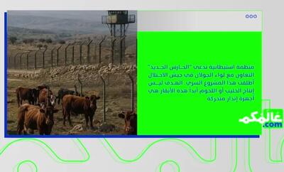 ماجرای استخدام گاو از سوی ارتش اشغالگر برای جاسوسی