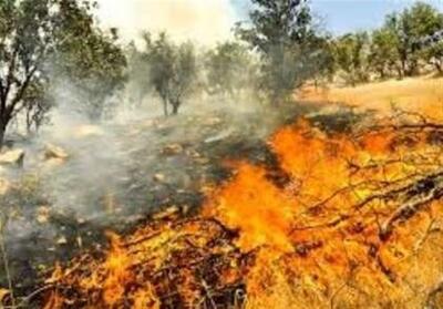  آتش‌سوزی به 30 هکتار از جنگل‌های بلوط ارمند آسیب رساند - تسنیم