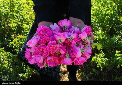  گل محمدی فارس در بازار اروپا/ اشتغال‌زایی با صادرات گل محمدی - تسنیم