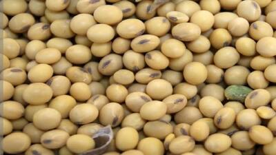 توسعه کشت دانههای روغنی؛ خیز سوادکوه شمالی برای برداشت ۵۰ تن سویا