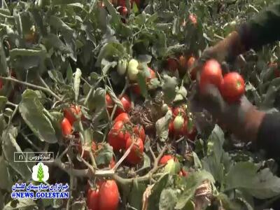  سفر گوجه فرنگی سرخ، از دل مزارعِ گلستان تا سبدغذایی کشور