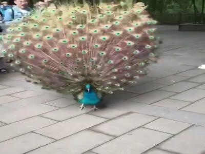  هنرنمائی طاووس