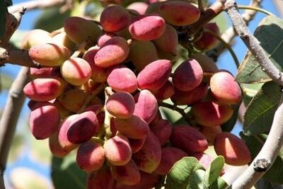 پیشبینی برداشت امسال ۵۰ تن پسته از سطح باغات همدان