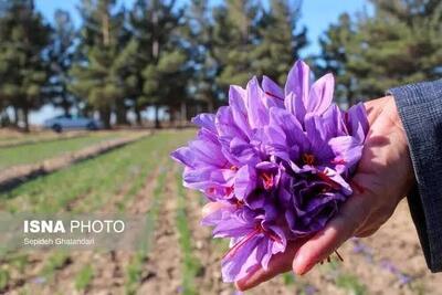 زعفران خراسان جنوبی یک گام به بازارهای ارزشافزوده نزدیکتر شد