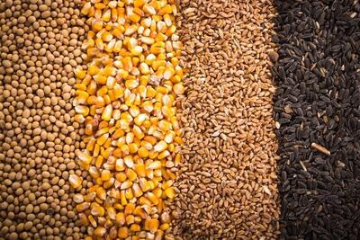 آغاز طرح توزیع ۴ هزار تن نهاده دامی مدتدار به عشایر خراسان رضوی