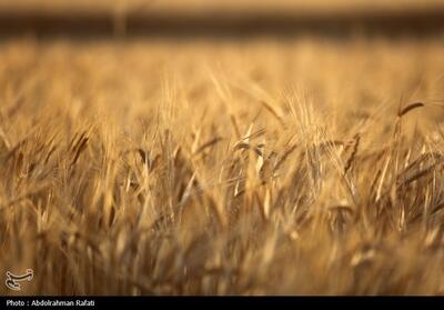  تولید گندم در خراسان رضوی از مرز 500 هزار تن گذشت - تسنیم