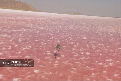 بازگشت جوجه فلامینگو به آغوش طبیعت در فارس