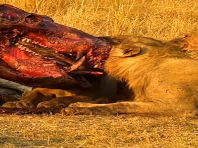  ظاهر وحشتناک اسب‌ آبی پس از تغذیه شیرها از بخش سر