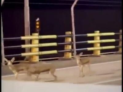 آهوهای خارک از ترس انفجار به خیابانها پناه بردند
