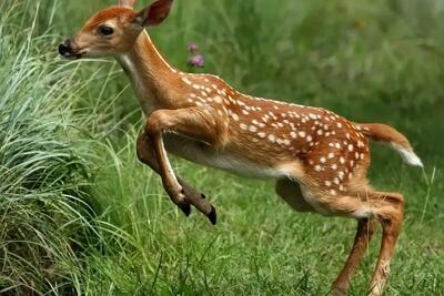 آهوهای جزیره خارک از ترس انفجار به خیابانها آمدند