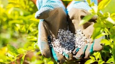  توزیع 52 هزار تن کود شیمیایی برای حمایت از گندمکاران همدان