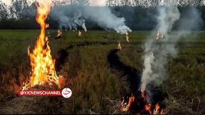 هشدار جهادکشاورزی بابل به آتشزنندگان کاه و کلش + فیلم