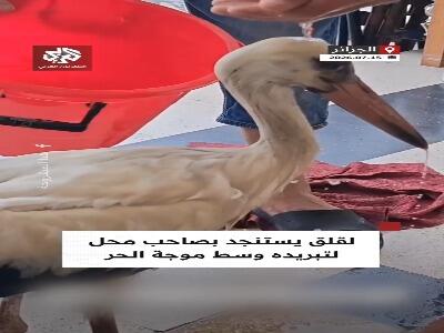 کمک یک مغازهدار به لکلک گرمازده