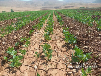 آغاز عملیات کاشت انواع لوبیا در شهرستان اردل