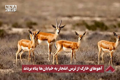 نورنما | آهوهای خارک از ترس انفجار به خیابان پناه بردند
