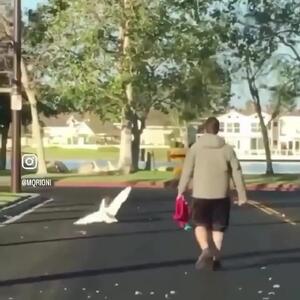 فیلم حمله مرگبار سگ به غاز