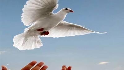  آزادی زندانی مالی پس از ۱۸ سال از زندان توسط شاکی خیر