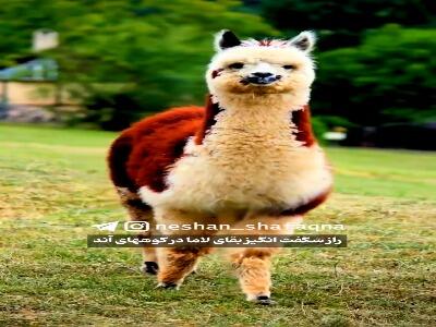  راز بقای لاما در ارتفاعات آند