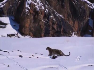 پلنگ برفی و شکار زیبای بزکوهی