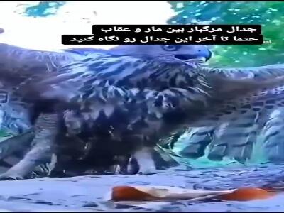  جدال مرگبار بین مار و عقاب