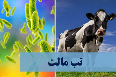  تب مالت، بیماری اندمیک برای ایران / ابتلای سالانه ۱۸تا ۲۰هزار نفر در کشور
