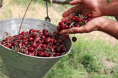  آغاز فصل برداشت ۷۵۰ تن آلبالو از باغات درگزین