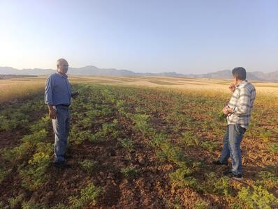  «دلفان» قطب تولید نخود در لرستان
