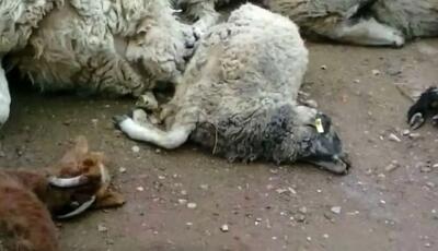  ۱۸ راس گوسفند قربانی بی‌احتیاطی راننده شد