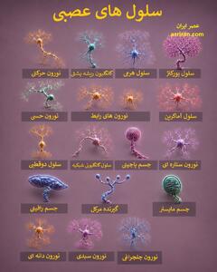 باور می کنید این ها سلول عصبی باشند؟! (+اینفوگرافیک)
