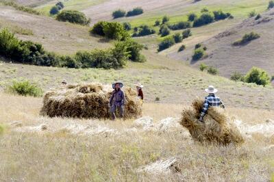 مشارکت ۲۰۰ هزار کشاورز آذربایجانغربی در طرح پایداری عملکرد دیمزارها