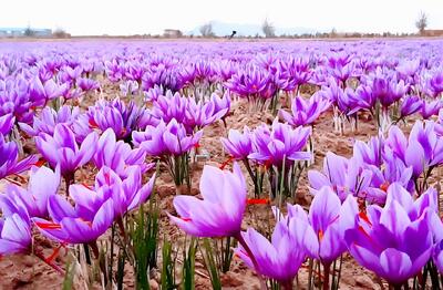 گلپایگان، نخستین مزرعه الگویی تولید پیاز زعفران کشور