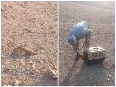 خبرهای محیط زیستی از تهران؛ بازنگری مدیریت لار تا بازگشت بزمجه به طبیعت سرخهحصار