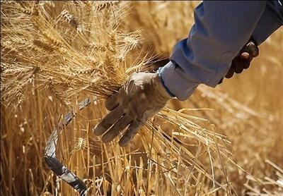  ۴ همت محصول گندم توسط تعاون روستایی همدان خریداری شد