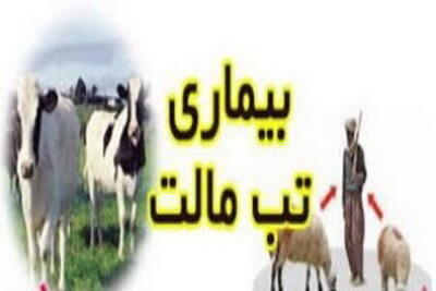  افزایش شیوع بیماری تب مالت در خراسان شمالی
