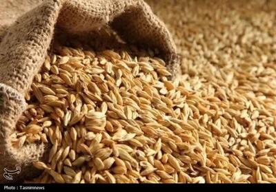  تأمین بذور گندم گواهی شده برای کشاورزان مازندرانی - تسنیم