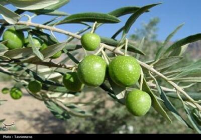  افزایش جمعیت آفت مگس زیتون در باغات طارم - تسنیم