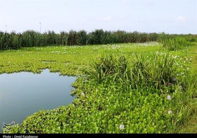  «عروس شیطانی» در آب‌های شرق گیلان ریشه دواند - تسنیم