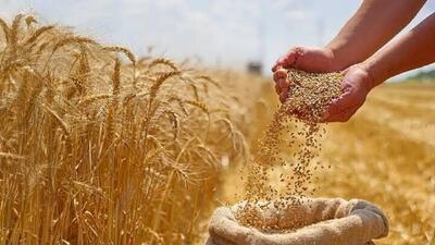  دولت ۹۰ هزار میلیارد ریال به گندم‌کاران قزوین بدهکار است