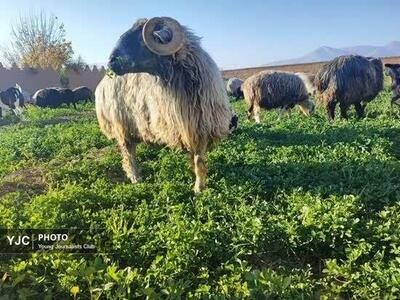  گام بلند برای توسعه «گوسفند کبوده» در فارس/آینده‌نگری برای حفظ ذخایر ژنتیکی دام بومی