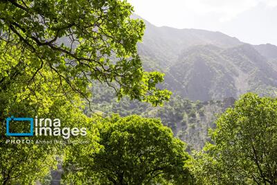 مشایخ؛ دهستانی بکر که طبیعت در آن نفس میکشد(+عکس)