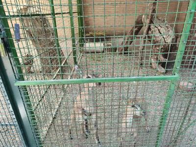  نجات ۲ کل‌چه بی‌پناه در بیستون/ مراقبت‌های تخصصی برای بازگشت به طبیعت آغاز شد