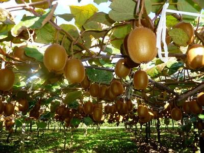  صادرات 21هزار تنی کیوی از مازندران