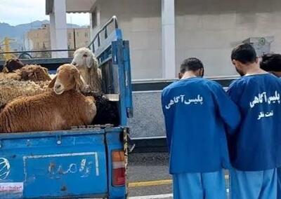  توقیف گوسفندان غیر مجاز توسط پلیس