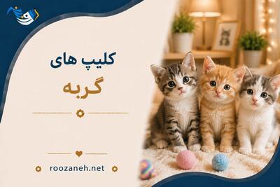  کلیپ های گربه / ویدیوهای کوتاهِ قشنگ از گربه‌های بامزه
