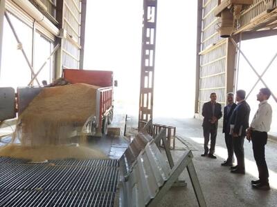  خرید تضمینی ۹۶ هزار تن گندم مازاد بر نیاز کشاورزان خراسان شمالی