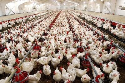 سهم ۲۱ درصدی روانسر از جوجهریزی کرمانشاه طی سال گذشته
