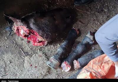  ذبح گوشت اسب در سنندج نیازمند بررسی فرهنگی و اجتماعی است - تسنیم