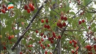  برداشت سردرختی‌های تابستانه در دامغان + فیلم
