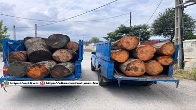 ضربه سنگین یگان حفاظت منابع طبیعی شهرستان نور به قاچاقچیان چوب